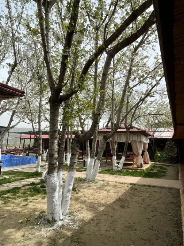 Mangal City
