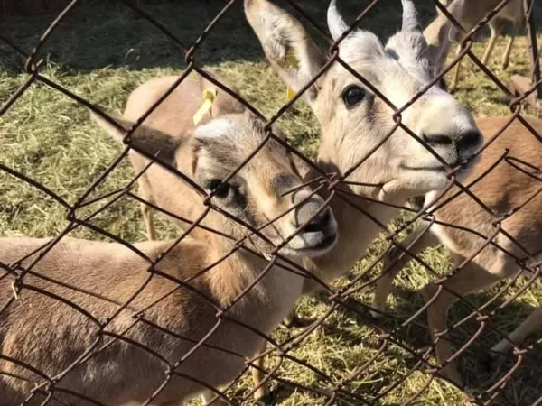 Ecological center "Jeyran"