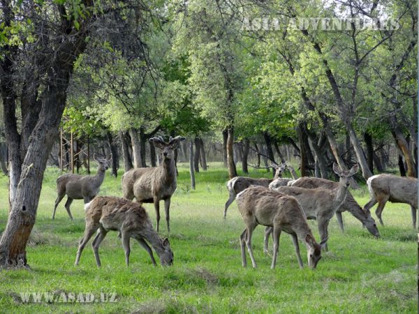 Зарафшанский долинно-тугайный государственный заповедник