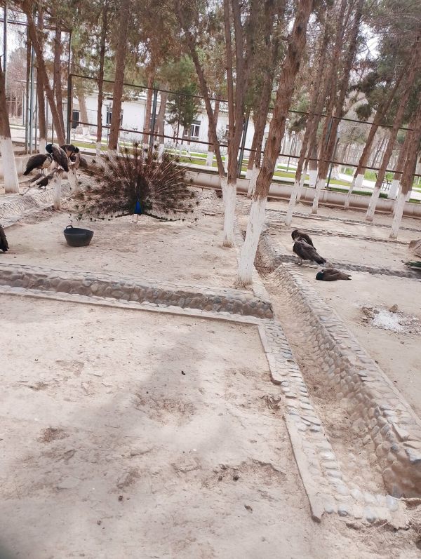 термезский городской зоопарк