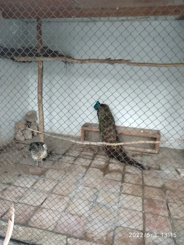 Шахрисабзский зоопарк