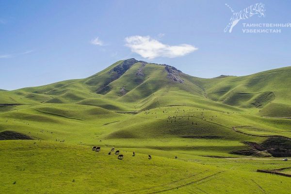 Gissar Mountain Juniper State Reserve