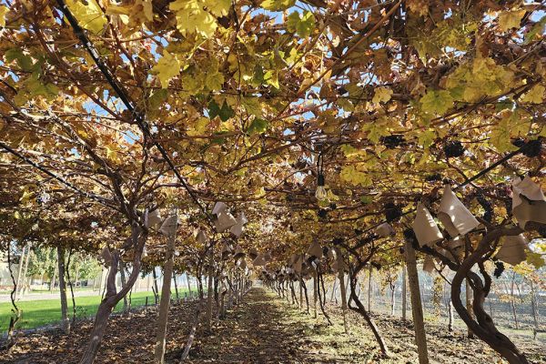 UZUMFERMER Family Winery