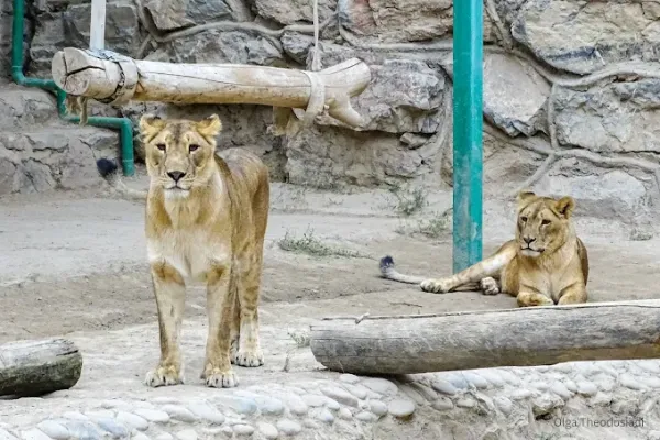 Toshkent hayvonot bog'i