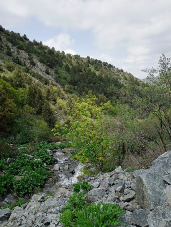 Gissar Mountain Juniper State Reserve