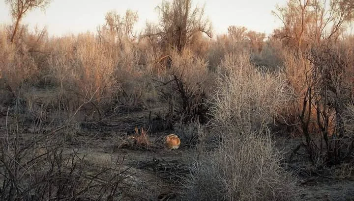 Ecological center "Jeyran"