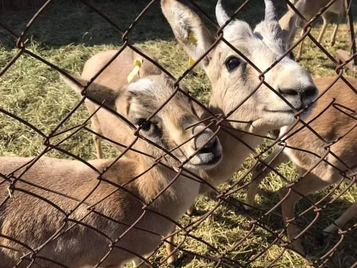 Ecological center "Jeyran"