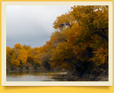 Нижне-Амударьинский государственный биосферный резерват