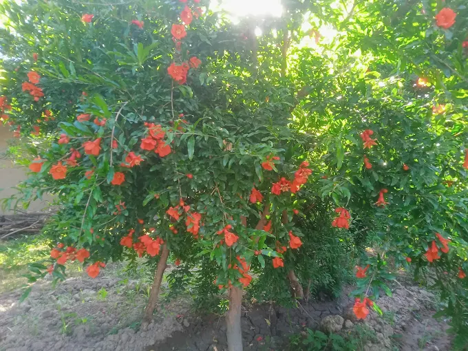 Kitaba National Geological Park