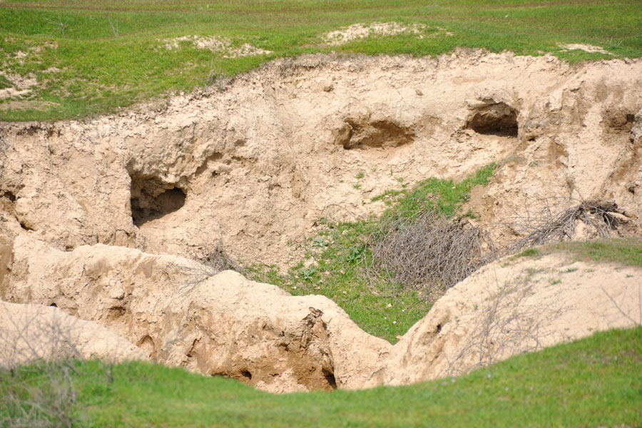 The ancient settlement of Afrasiab