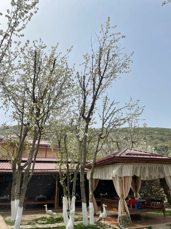 Mangal City